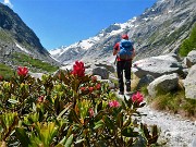 Valle e ghiacciaio del Forno dal Passo del Maloja (Svizzera) il 23 giugno 2016 - FOTOGALLERY